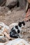 Beautiful abandoned kitten living in ruined slum looking at camera curiously