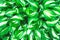 Beautiful above picture of the fresh leaves, green and white plant background.