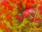 Beautiful abstract autumn maple leaf background