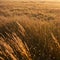 Beautiful abstract closeup of golden dried meadow grass. Abstract natural background. Natural Beige or Set Sail