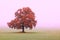 Beautiful abstract landscape with unusual tree amongst field in fall in fog