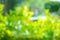 Beautiful abstract natural spring green bokeh background, blur e