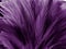 Beautiful abstract pastel purple feathers on dark background, black feather frame texture on purple background, dark feather, blac