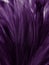 Beautiful abstract pastel purple feathers on dark background, black feather frame texture on purple background, dark feather, blac