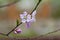 Beautiful abstract picture of blossoming apple branch. Fresh white pink petals, tender buds and bright green small leaves on blurr