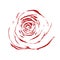 Beautiful abstract sketch red rose isolated on white background.
