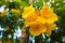 Beautiful abstract texture color yellow Honeycomb flowers in the nature garden