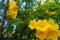 Beautiful abstract texture color yellow Honeycomb flowers in the nature garden