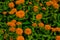 Beautiful abstract texture white orange and yellow flowers trees plants and forest lalandscape in the public nature green city par