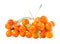 Beautiful abundance twig of sea buckthorn berries is isolated on