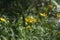 Beautiful Abundance of Yellow Coreopsis Flowers During Spring