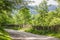 Beautiful abundant natural shades of spring green mountain. Spring colours in the mountain forest. Romania, Valea Doftanei