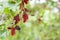 Beautiful abundat mature mulberry fruits and leaf on mulberry tree branch