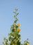 Beautiful Abutilon Indicum or Indian Mallow Plant leaves and flowers  on blue sky background