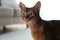 Beautiful Abyssinian cat on blurred background. Lovely pet