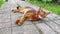 Beautiful Abyssinian cat in a collar, close-up portrait, gracefully lying on a street walkway