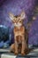 Beautiful Abyssinian cat, kitten on the background of a lavender field, closeup portrait