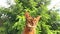 Beautiful abyssinian cat, looking at the camera, playing on a summer day outdoors, against the background of a green garden