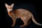 Beautiful Abyssinian cat, looking into the camera, studio portrait on black, standard breed