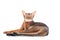 Beautiful abyssinian cat portrait isolated on white, cat lies stretched out