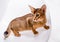 Beautiful Abyssinian cat on white background. Closeup.