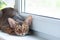 Beautiful Abyssinian cat on the windowsill, looking