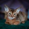 Beautiful Abyssinian kitten lies front view, and looking at the camera