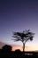 Beautiful Acacia tree at Sunrise