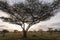 Beautiful acacia tree with sunrise in background during safari in Serengeti National Park, Tanzania. Wild nature of Africa