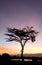 A beautiful acacia tree and a waterhole during sunrise