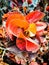 Beautiful Acalypha Wilkesiana Plant Closeup