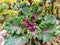 Beautiful acephala group plant image india
