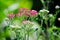 Beautiful `achillea millefolium cerise` queen pink flowers in a spring season at a botanical garden.