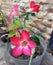 Beautiful Adenium