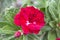 Beautiful Adenium flowers in the flower garden