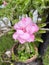 beautiful Adenium flowers in the garden