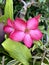 beautiful Adenium flowers in the garden