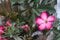 Beautiful Adenium Obesum flower.