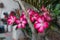 Beautiful Adenium Obesum flower. Desert rose with pink and red petals.