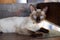 Beautiful adorable old style siamese blue point shorthaired cat, thai cat with amazing blue eyes.