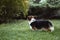 Beautiful and adorable Welsh Corgi dog walks at the park, back view.