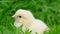 Beautiful adorable yellow chicken sitting in the green grass.