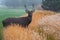 Beautiful adult deer with antlers stands in the thickets of bright orange decorative spikelets