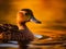 beautiful adult duck on the water in the wildness