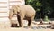 A beautiful adult elephant is eating in the park.