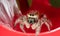 Beautiful adult female Phidippus clarus jumping spider next to her silken nest