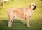 Beautiful Adult female  of Spanish Mastiff Breed on the grass