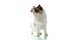 Beautiful adult fluffy Ragdoll cat on white background