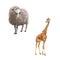 Beautiful adult Giraffe, Front view, Sheep looking