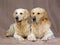 Beautiful adult Golden Retrievers